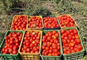 برداشت بیش از 100 هزار تن گوجه‌فرنگی از مزارع استان بوشهر