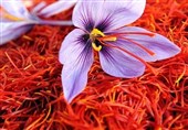کمبود جهانی زعفران با کاهش تولید در ایران
