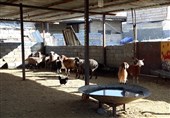 تلفیق علم و سنت/تلاش برای حفظ دامداری در سوادکوه
