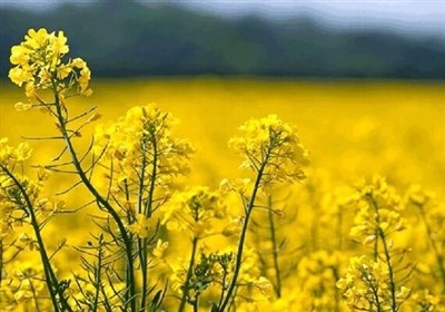 نیاز خراسان‌شمالی به 75 تن بذر دانه‌های روغنی؛ بذر اصلاح‌شده نداریم