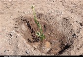 بسیجیان آران و بیدگل به طرح ملی کاشت یک میلیارد درخت پیوستند