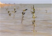 تولید 50 هزار نهال حرا برای کاشت در تالاب‌ها و سواحل استان بوشهر+فیلم