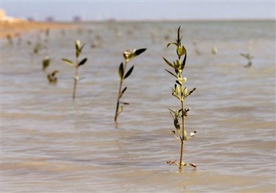 تولید 50 هزار نهال حرا برای کاشت در تالاب‌ها و سواحل استان بوشهر+فیلم