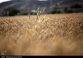 جداول خرید تضمینی گندم در سال 1403 ابلاغ شد