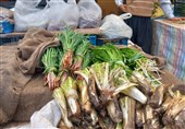 برداشت گیاهان بهاری/ 200 گونه دارویی در زیست‌بوم لرستان