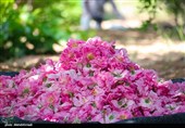 رونق گل محمدی در ملایر با وجود کم‌آبی / 40 درصد محصول گلاب می‌شود