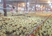نظارت دامپزشکی بر 107 میلیون جوجه ریزی در واحدهای پرورش طیور