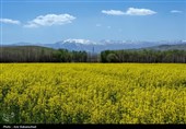 وقتی در خشک‌سالی‌های لرستان کلزا می‌روید