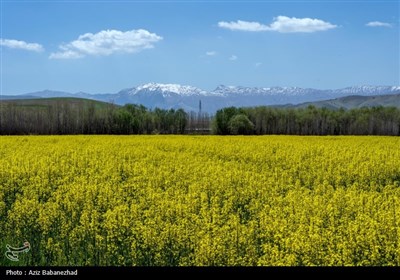 وقتی در خشک‌سالی‌های لرستان کلزا می‌روید