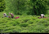 الشای الإیرانی ینافس أفضل الأنواع عالمیاً بفضل جودته وسلامته