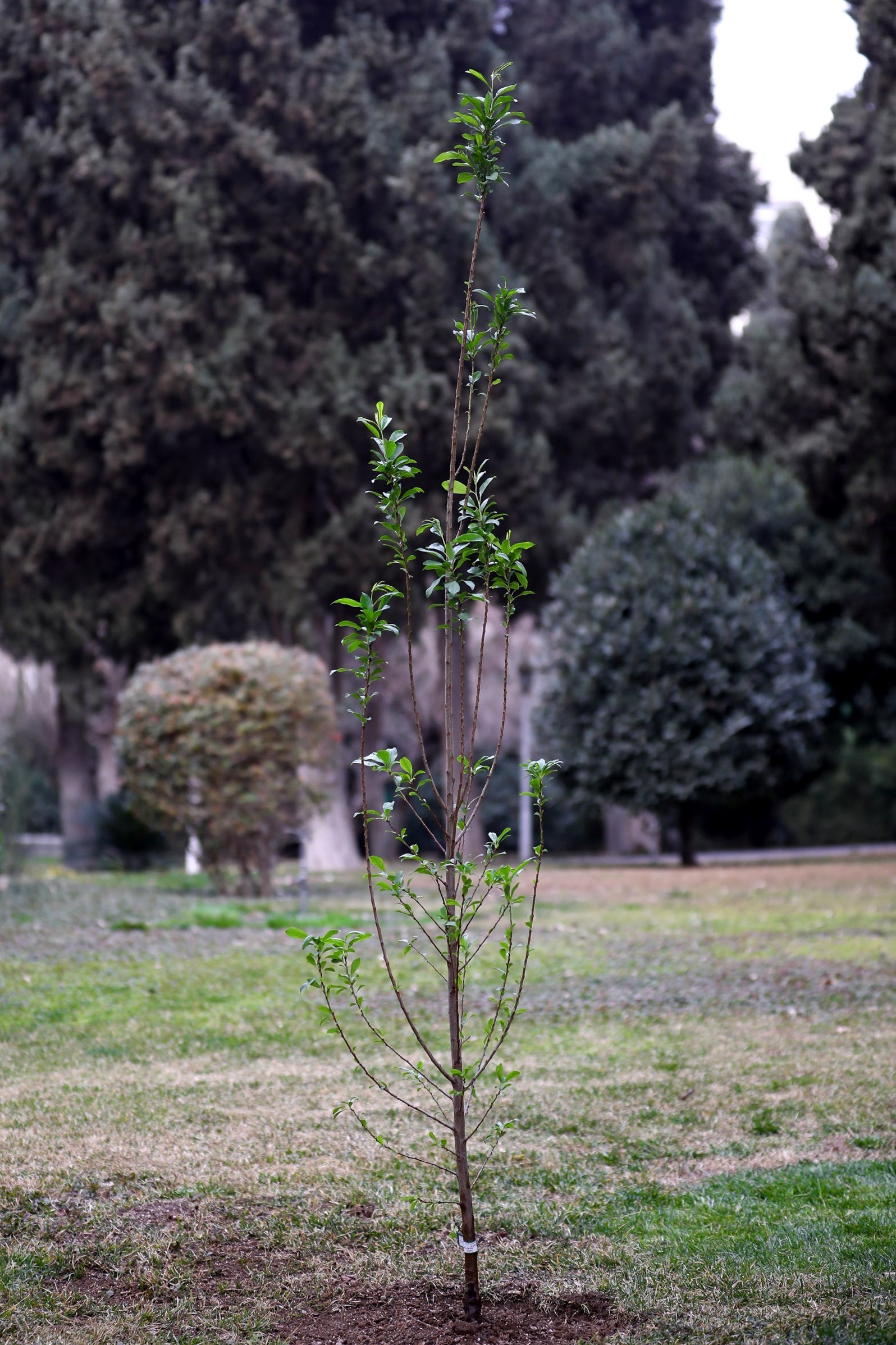 سید ابراهیم رئیسی , حادثه بالگرد رئیس جمهور , 
