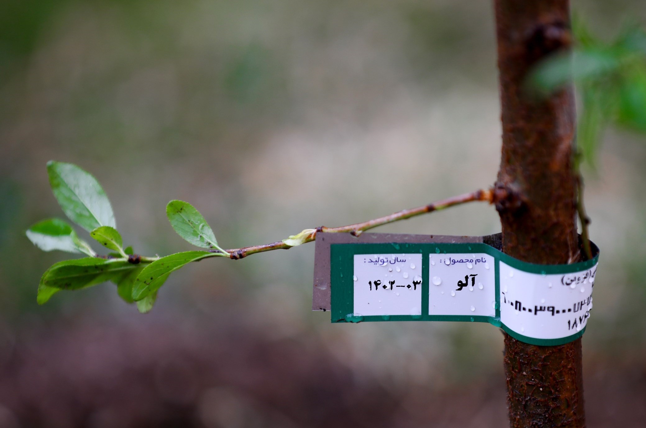 سید ابراهیم رئیسی , حادثه بالگرد رئیس جمهور , 