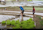 شخم و شیار 78 درصد شالیزارهای مازندران