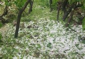 خسارت تگرگ و سیل به 483 هکتار از اراضی کشاورزی نیشابور