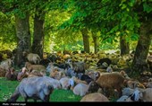 دام متکی به مرتع در اردبیل 3 برابر حد مجاز است