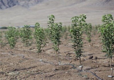 توسعه زراعت چوب کاهش قاچاق را به همراه داشته است