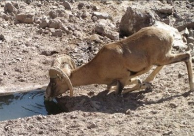 افزایش تعامل دام اهلی و حیات‌ وحش خطر انتقال بیماری‌ها را بیشتر می‌کند