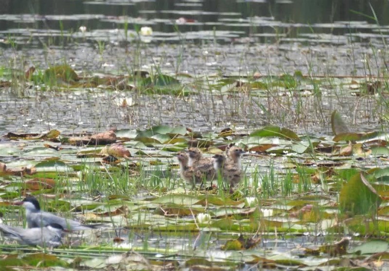 پایش و نظارت در محیط زیست , پرنده , 