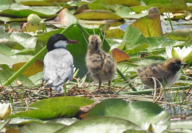 پایش و نظارت در محیط زیست , پرنده , 