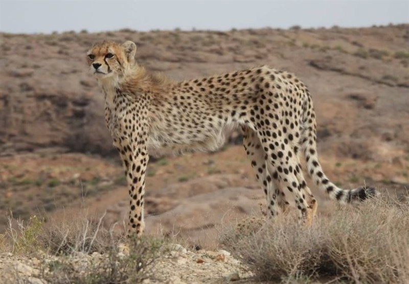 نظام مسائل استان سمنان , 