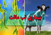رخ‌نمایی ‌«بیماری هزارچهره»‌/ زنگ خطر تب مالت به صدا درآمد