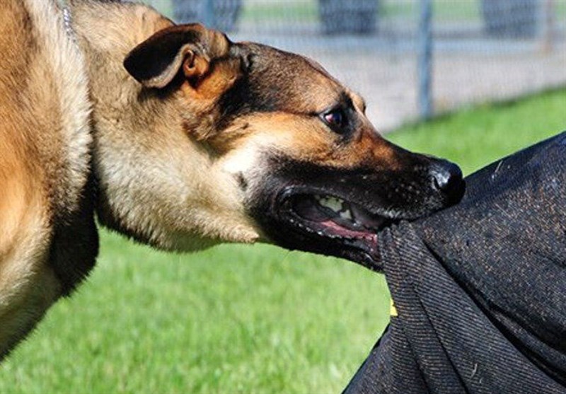 سگ‌های ولگرد , اخبار کرمانشاه , 