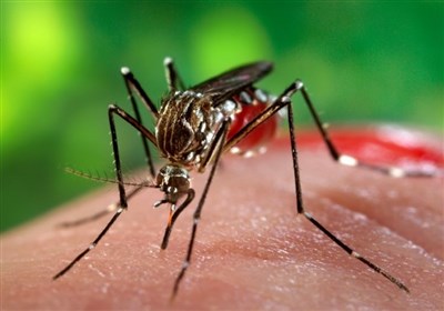 زنگ خطر تب دنگی در شمال کشور/آماده‌باش گلستان برای مقابله با پشه آئدس