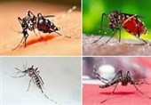 هشدار جدی درباره تب دنگی؛ پشه آئدس کجا پنهان می‌شود؟