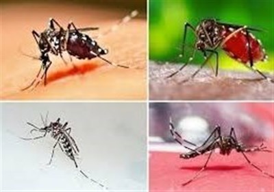 تب دنگی در استان بوشهر شناسایی نشده است