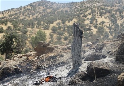 107 فقره آتش‌سوزی و 1040 هکتار خسارت در جنگل‌های لرستان