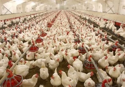 جوجه‌ریزی رکورد زد