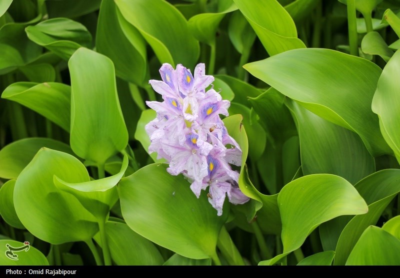 اخبار بابل , وزارت جهاد کشاورزی , 