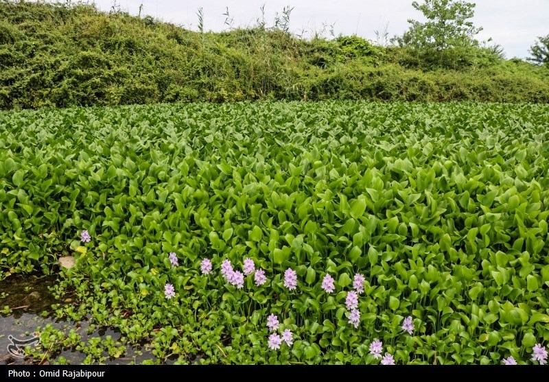 اخبار بابل , وزارت جهاد کشاورزی , 