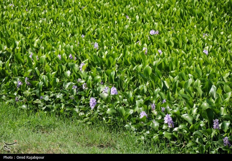 اخبار بابل , وزارت جهاد کشاورزی , 