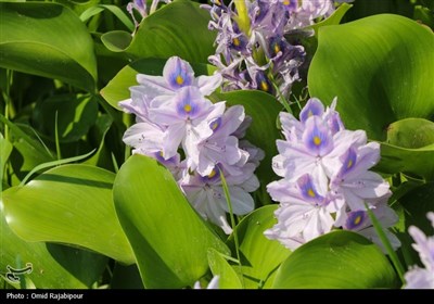 تاخت‌وتاز "شیطان بنفش" در شمال ایران/ بحران زیست‌محیطی تمام‌عیار "سنبل آبی" در تالاب‌ها