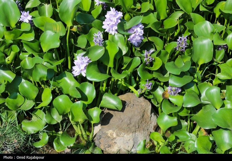 اخبار بابل , وزارت جهاد کشاورزی , 