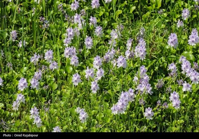 «شیطان آبی» دوباره برگشت/ سنبل آبی به جان تالاب‌های شمال افتاد!