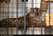تعلیق فعالیت 4 باغ‌وحش کشور به دلیل تخلفات و شرایط نامناسب