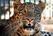 تولید نمونه سلولی از گونه درحال انقراض "پلنگ ایرانی"
