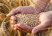 قیمت پیشنهادی کشاورزان برای گندم 40 هزار تومان اعلام شد