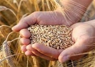 دستورالعمل خرید تضمینی گندم1404 ابلاغ شد