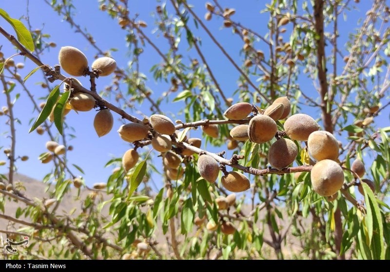 اخبار استان چهارمحال و بختیاری , اخبار شهرکرد , کشاورزی , 
