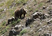 ثبت تصاویر خانواده خرس قهوه‌ای در دنا