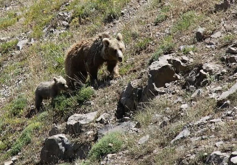 ثبت تصاویر خانواده خرس قهوه‌ای در دنا