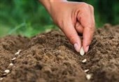 سالانه 100 میلیون دلار پای بذرهای وارداتی ریخته می‌شود