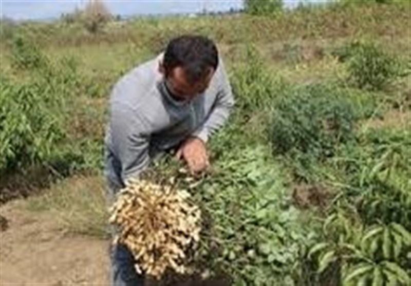 نظام مسائل استان گیلان , اخبار استان گیلان , کشاورزی , 