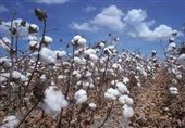 10 درصد پنبه کشور در پارس‌آباد تولید می‌شود