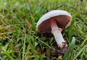 خطر مسمومیت با قارچ‌های سمی در فصل بهار