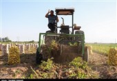 800 اشتغال در روستاهای استان کرمان با پرداخت تسهیلات ایجاد شد