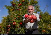 افزایش سطح باغات لرستان و رشد اشتغال در بخش باغبانی استان